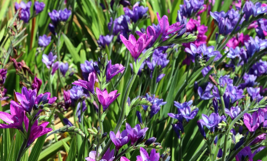 Image 1: Scented Babiana Stricta Kew Hybrid - 10, 20 or 30 Bulbs
