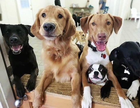 Best friends doggy sales daycare