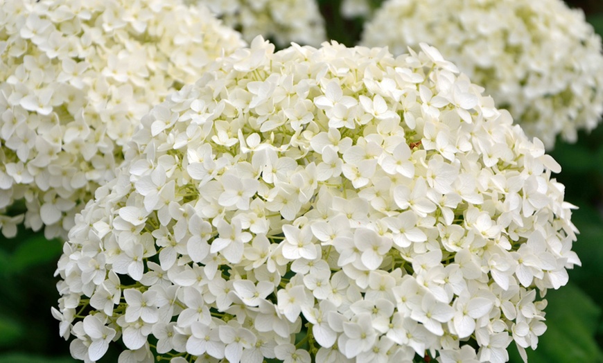 Image 5: Hydrangea Arborescens 'Annabelle' – 1, 2 or 3 Potted Plants