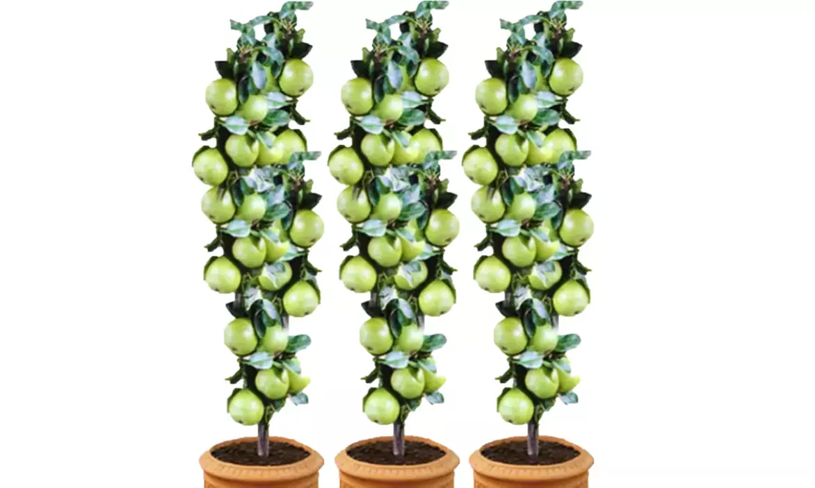 3x XXL-Birnenbaum - Primary Image