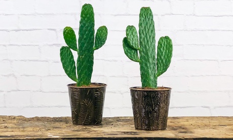 Set de 2 ou 4 plantes cactus opuntia