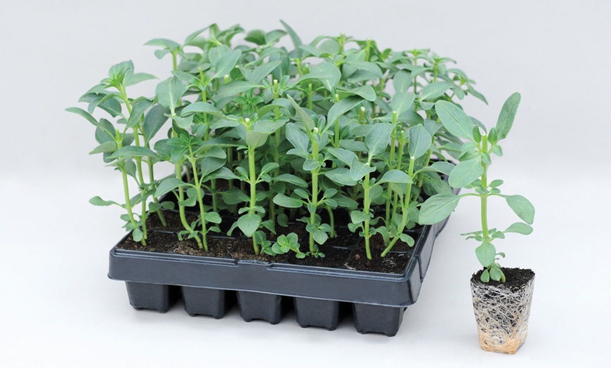 Image 2: Garden-Ready Plug Plants