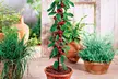 Lot de 4 ou 8 arbres fruitiers colonnaires, 80 cm de hauteur - Second Medium