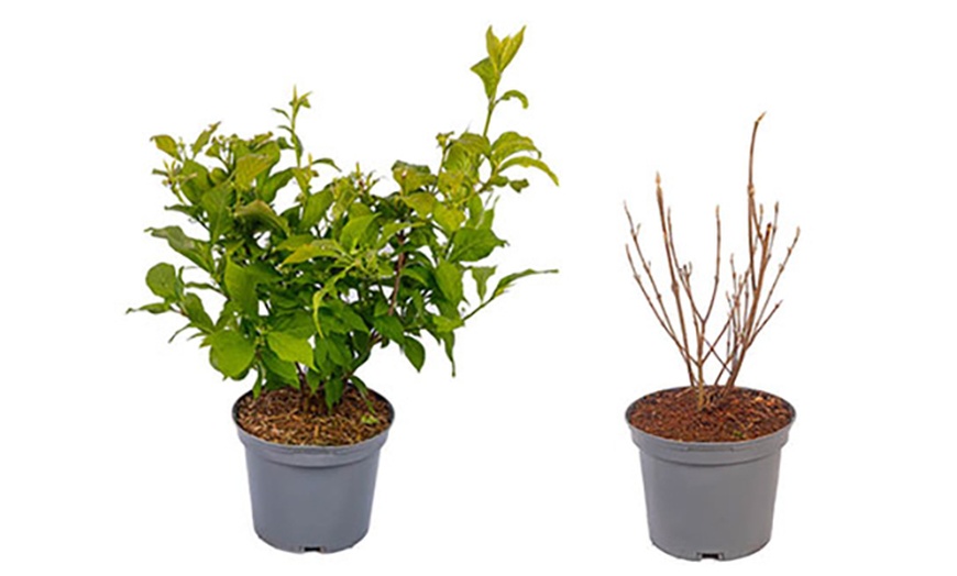 Image 3: 3L Pot Callicarpa bodinieri 'Magical Snowstar'