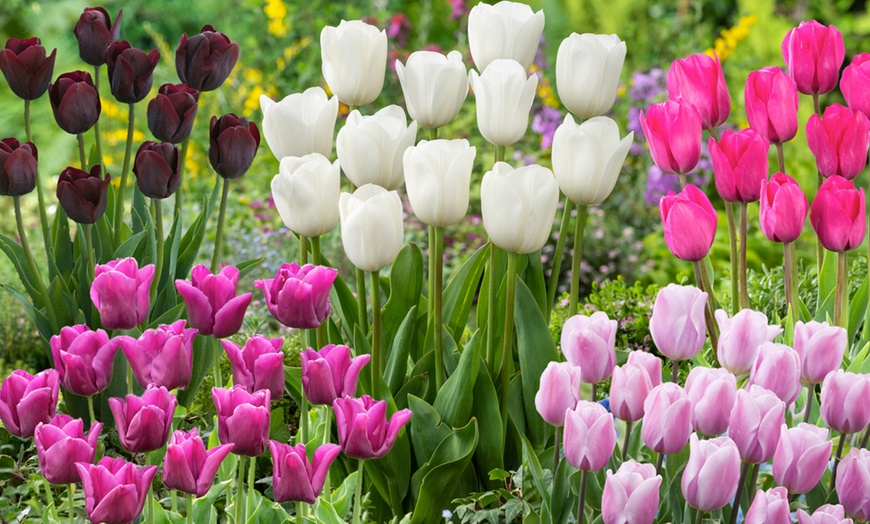 Image 1: Set van 40 bloembollen voor tulpen