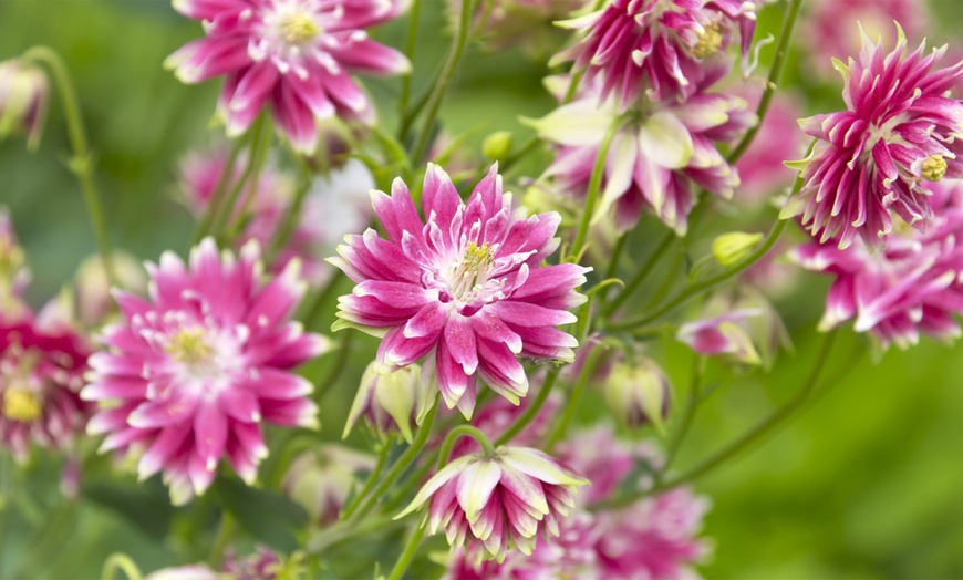 Image 3: 6, 9 or 18 Aquilegia Mixed Colours Plants