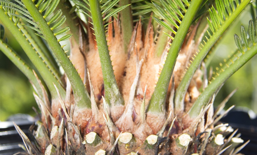 Image 4: Lot de 2 palmiers cycas