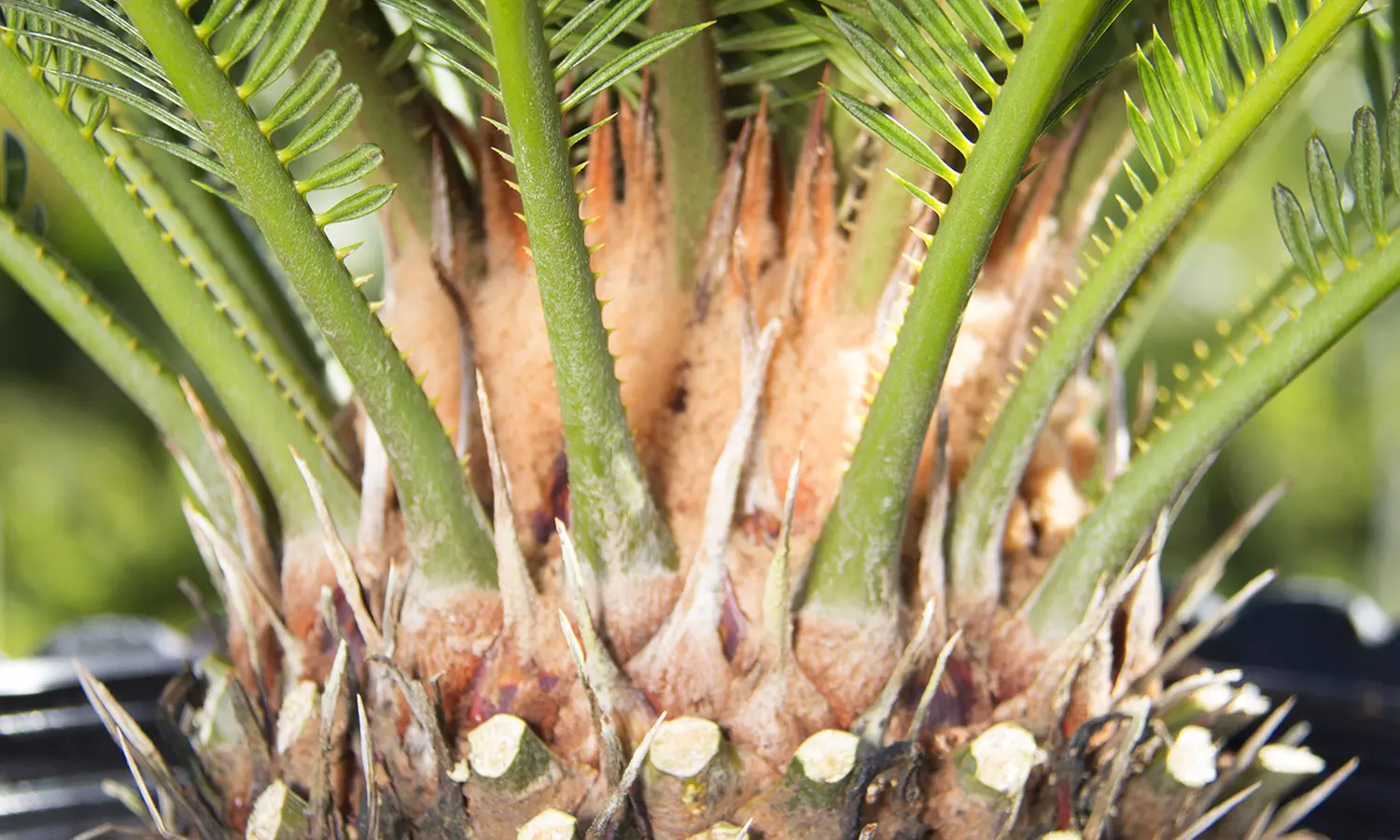 Lot de 2 palmiers cycas
