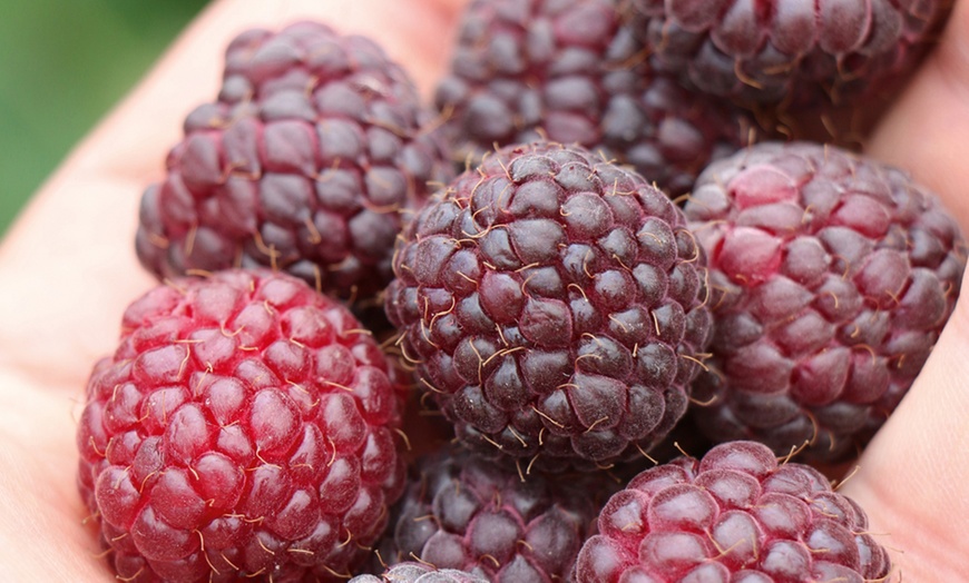 Image 5: Three Raspberry Summer Lovers Patio Red Plants