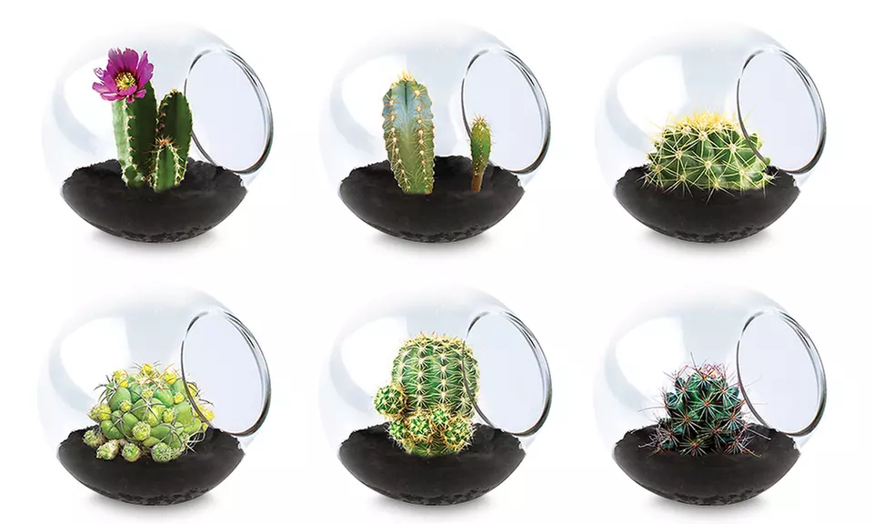 Tiny Terrariums- Assorted Cacti 3-Pack  - Primary Image