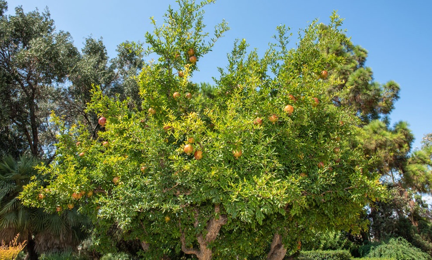 Image 4: 3x oder 6x Granatapfel-Pflanze "Punica Granatum"