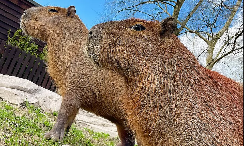 Embark on a Wild Adventure at Up to 58% Off at Exotic Zoo!