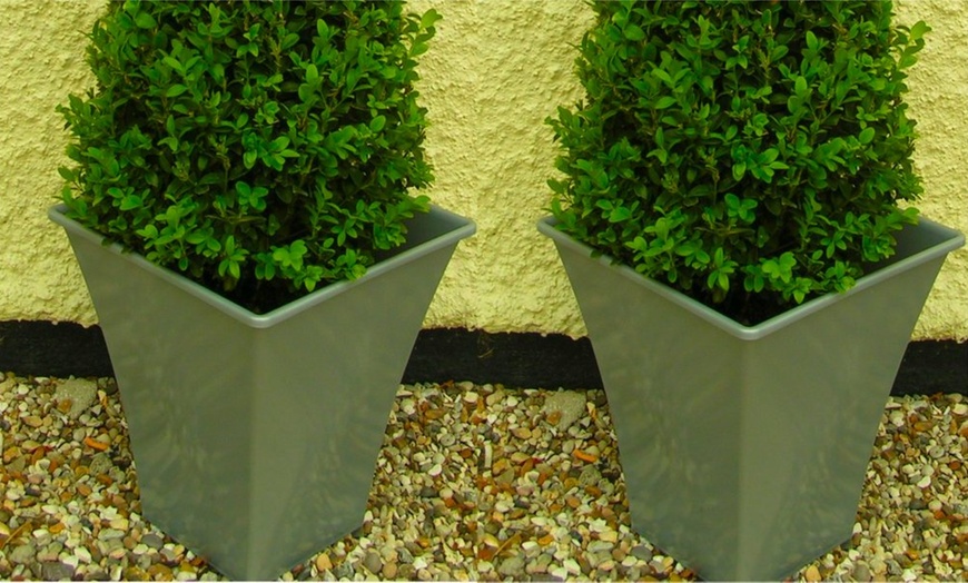 Image 4: Two Topiary Buxus Pyramids