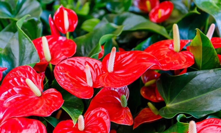 Image 1: Potted Anthurium Plants