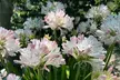 Agapanthus Blush Pink - 1 or 3 Potted Plants - Image 3