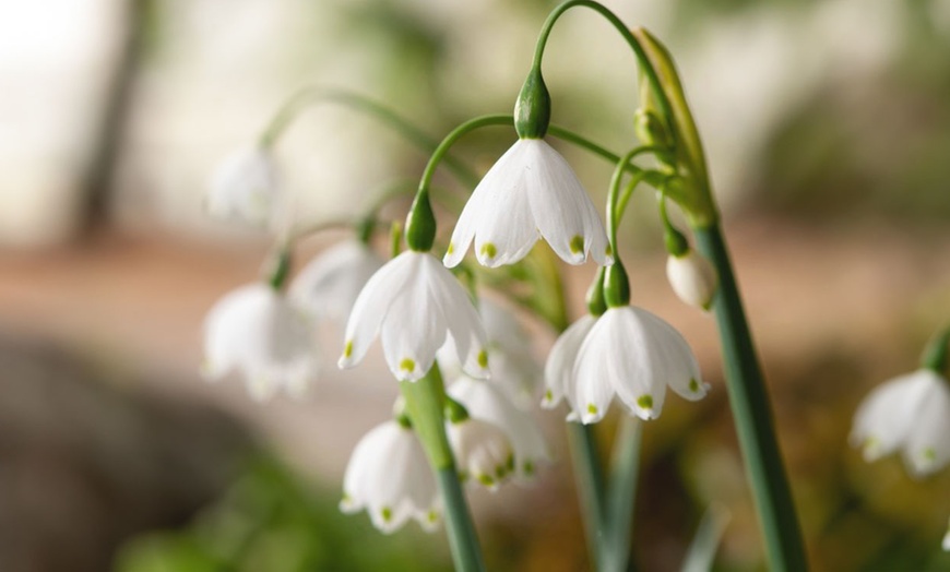 Image 13: Fino a 50 bulbi di Freesia, Galanthus, Leucojum o Scilla