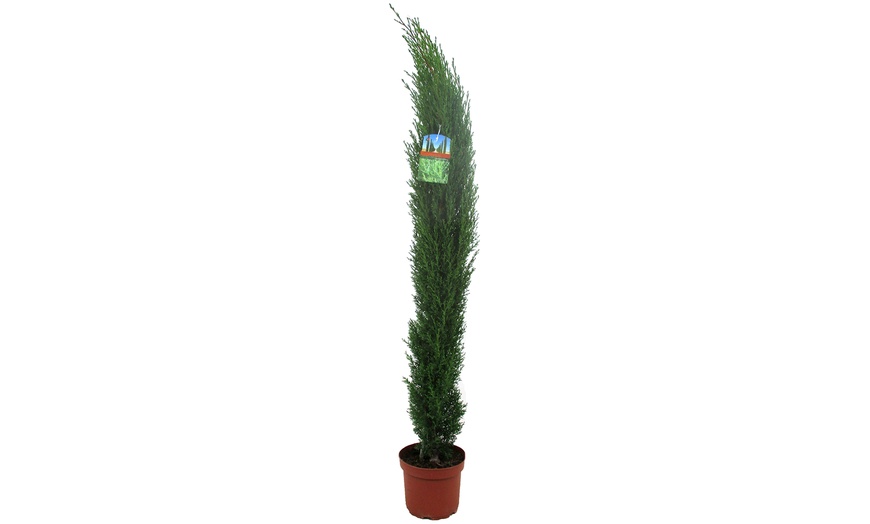 Image 4: Albero di Cipresso XL