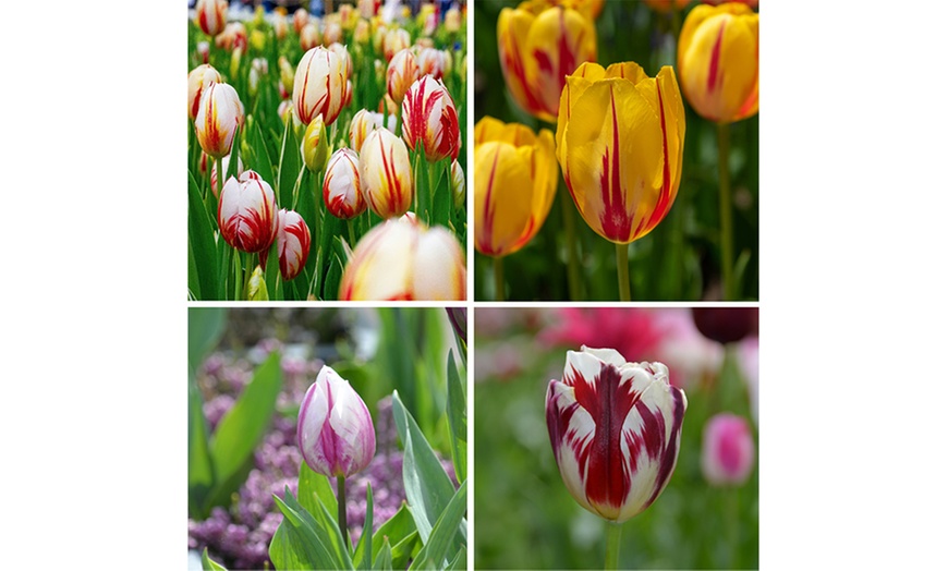 Image 1: Bulbes de tulipes "Tulipa Flaming Beauty"