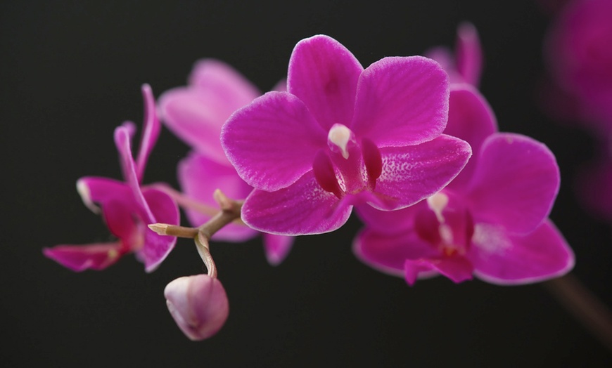 Image 4: Phalaenopsis orchidee