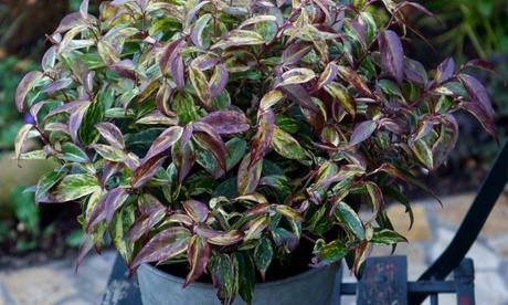 1 o 2 piante di Leucothoe Makijaz