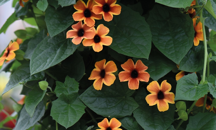 Image 4: 5 or 10 Thunbergia 'Sunny Suzy' Plants