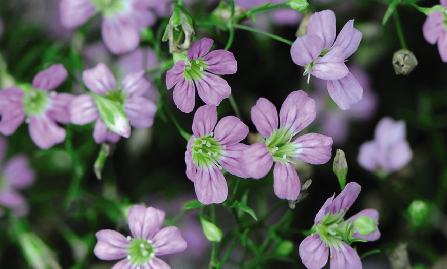 Image 4: Gypsophila Rosea Three or Six Plants