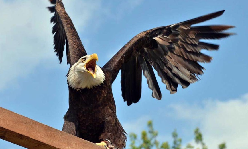 Image 8: Visita più dimostrazione di falconeria