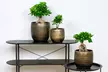 Set di 2 piante di bonsai Ficus Ginseng, con vaso incluso - Image 3