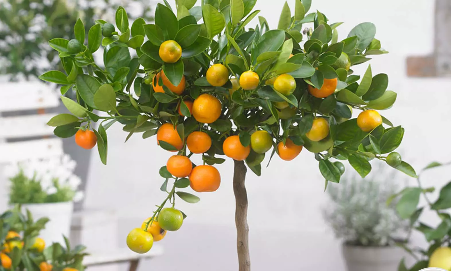 1 ou 2 plantes de Citrus Calamondin, citronnier ou Kumquat