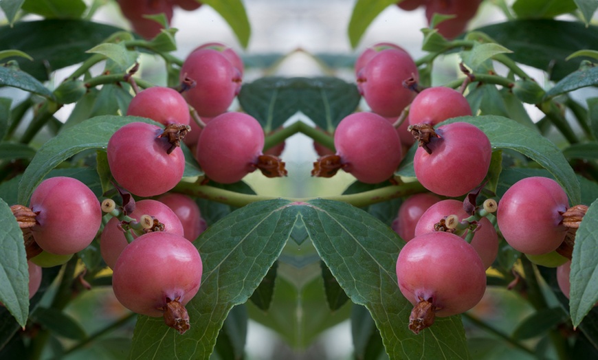 Image 4: Pink Blueberry ‘Pink Sapphire’ – 1 or 3 Potted Plants
