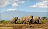 10- or 11-Day African Safari with Round-Trip Airfare from Africa Answers 