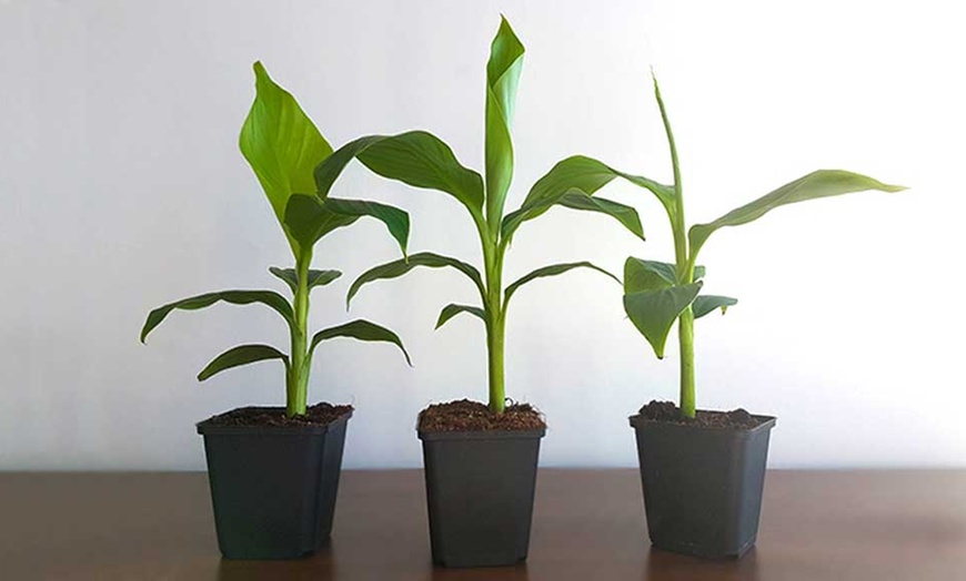 Image 2: Winter-Hardy Banana Plants 