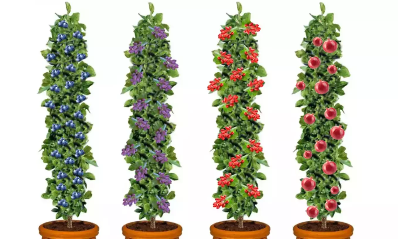 4er oder 8er Fruchtpflanzen-Set "Power Foods" - Primary Image