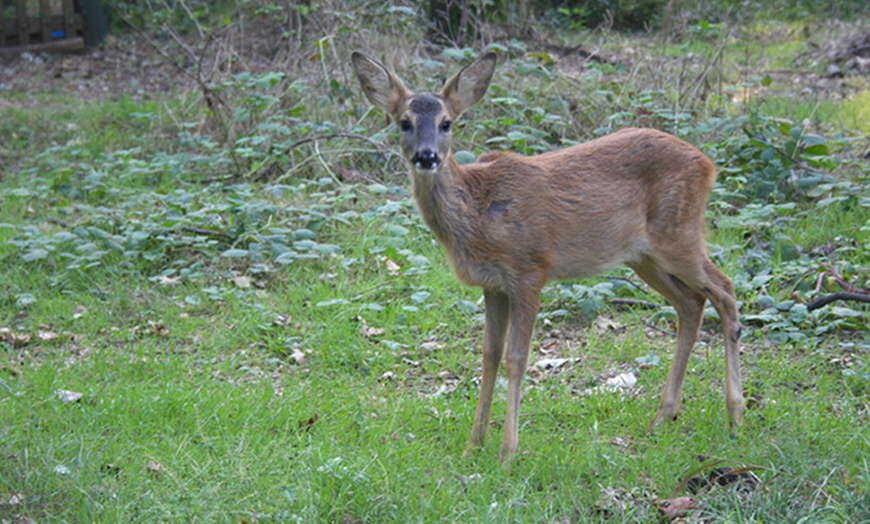 Image 2: Ingressi al Bosco WWF di Vanzago 