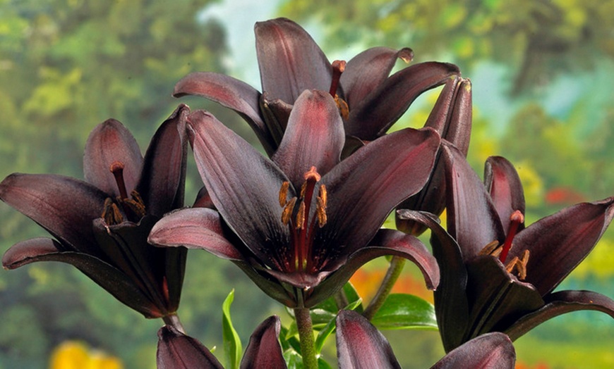 Image 2: 10 or 20 Black Lily Landini Bulbs