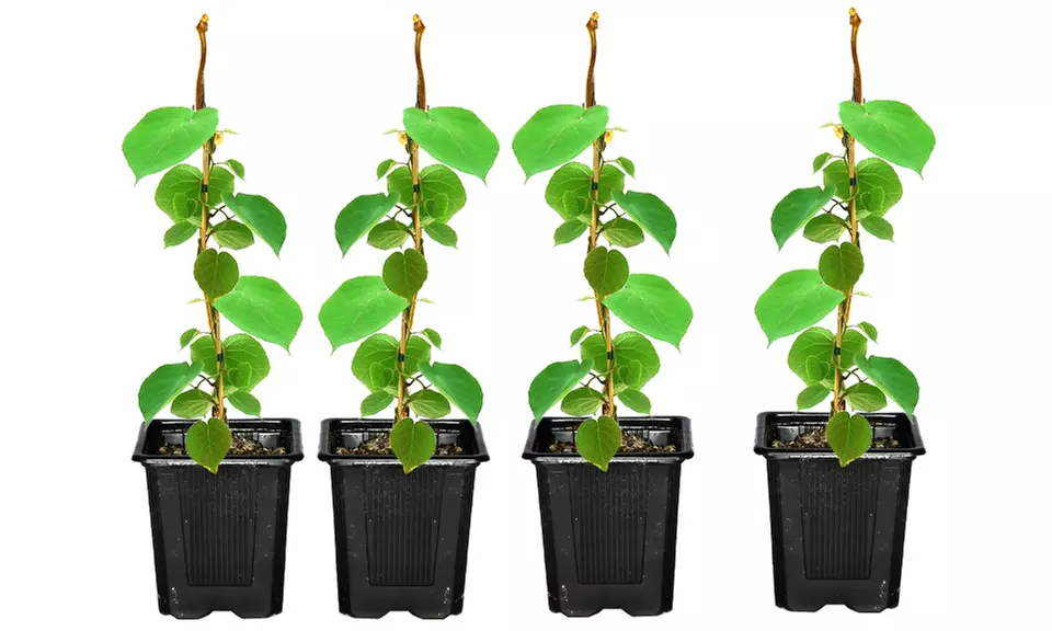 2 ou 4 kiwi Solissimo, 10-15 cm à la livraison, pot en plastique inclus - Second Medium