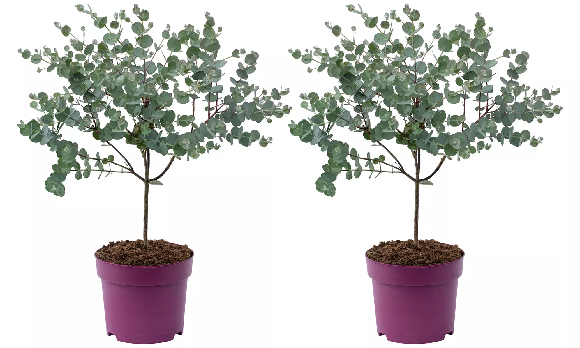 1x oder 2x Eukalyptus-Baum, inkl. Versand - Second Medium