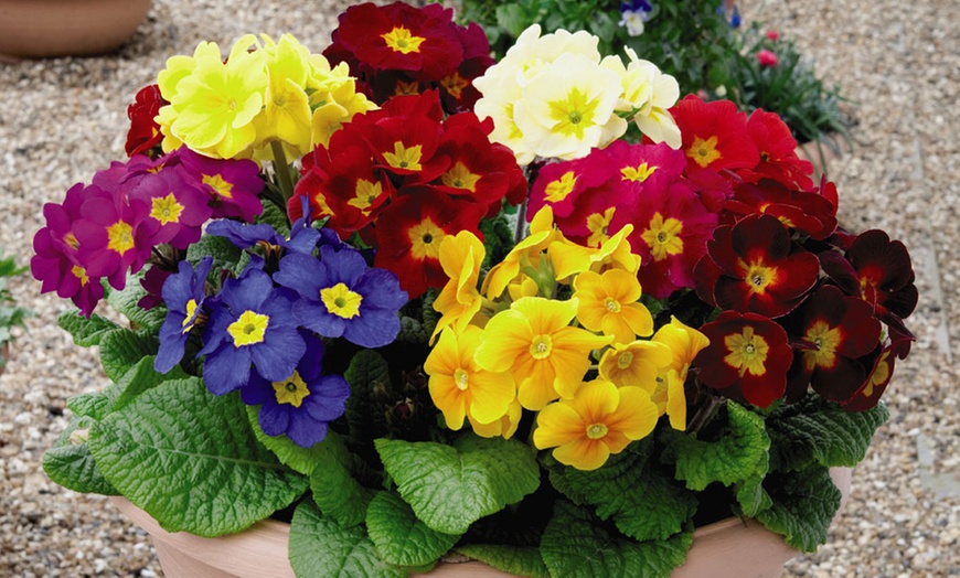 Image 3: 24, 48 or 72 Polyanthus Crescendo Carousel Mix Plants