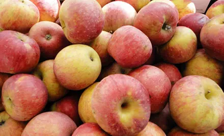 Pick-Your-Own Produce at Race Farm (Half Off). Two Options Available. - Primary Image