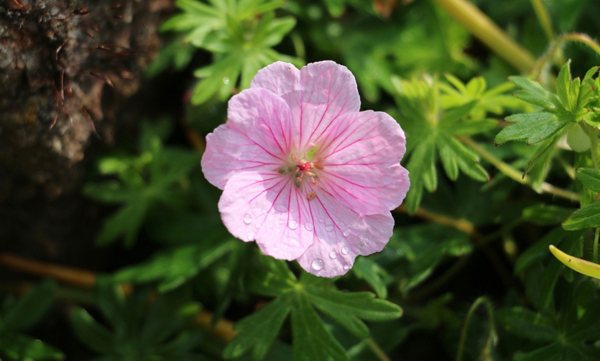 Image 3: Up to Nine Potted Plants of Geranium Vision Light Pink