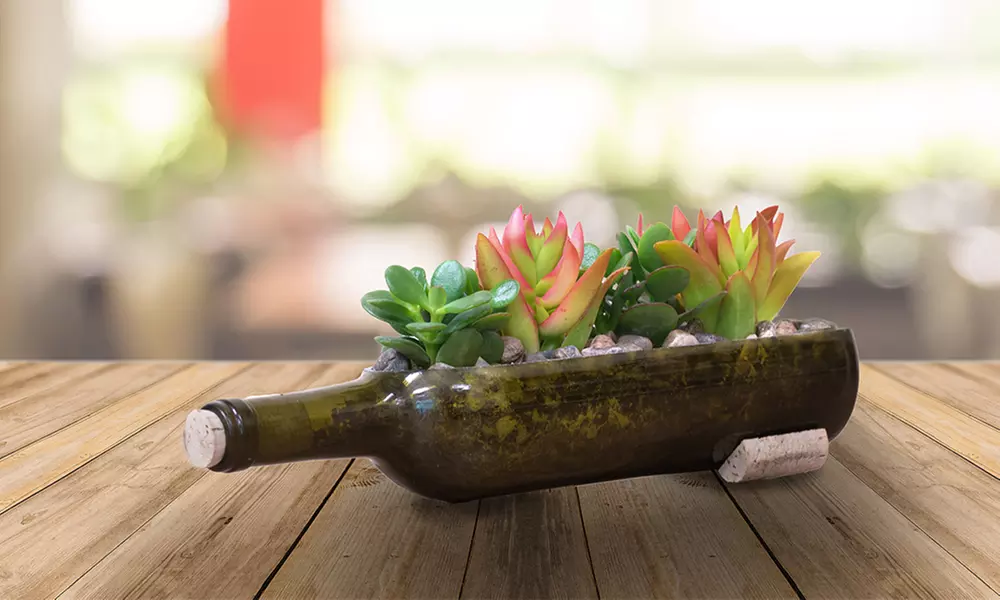 Reclaimed Pre-Cut Wine Bottle Planter with Succulents

 - Primary Image