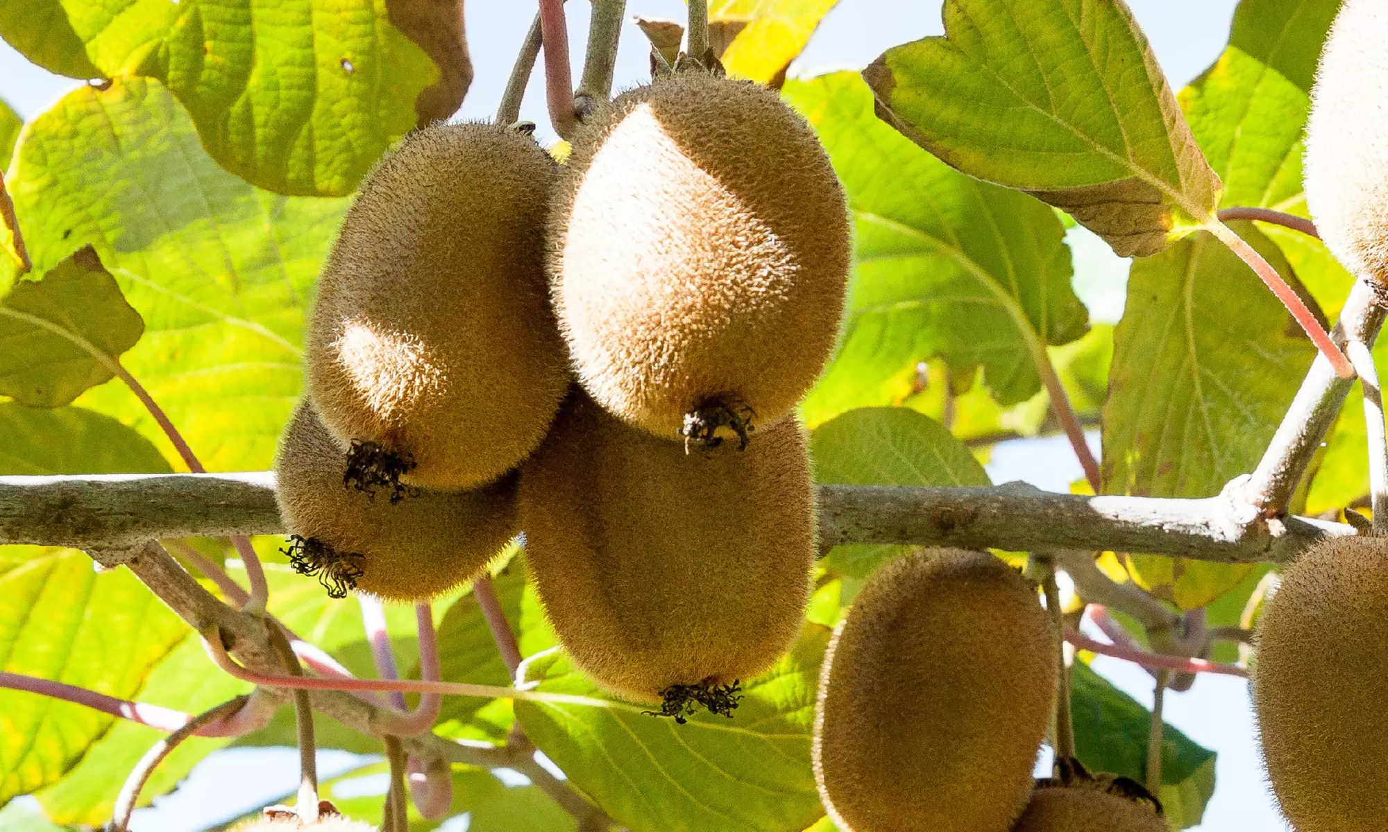 3er-oder 6er-Set schnell wachsende, selbstbestäubende Kiwi-Pflanzen „Jenny“ - Primary Image