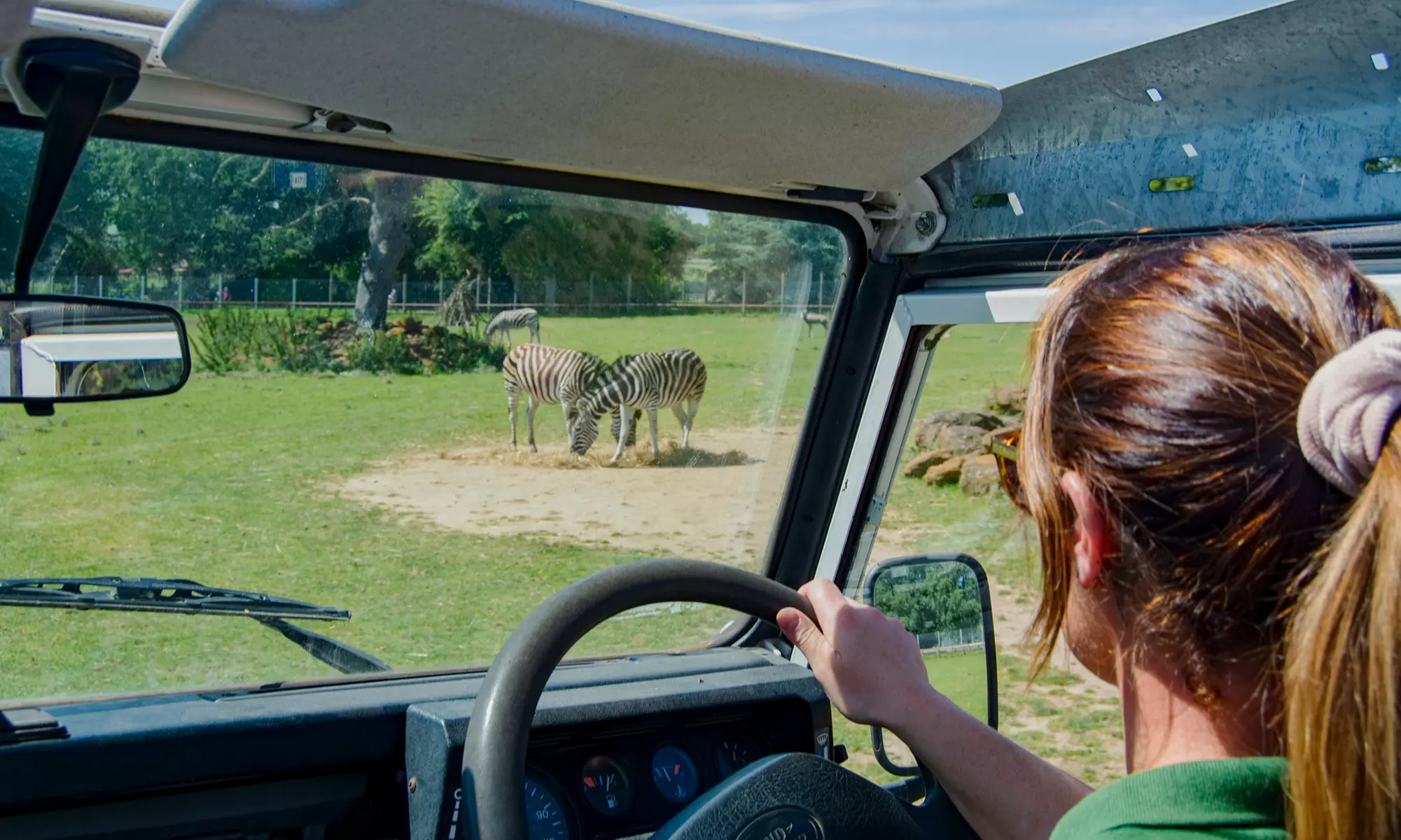 Experience Wild Africa: Lions, Rhinos & Conservation