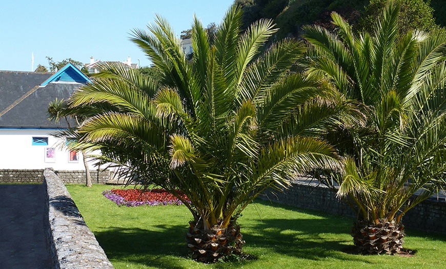 Image 1: One or Two Phoenix Palms and Pot
