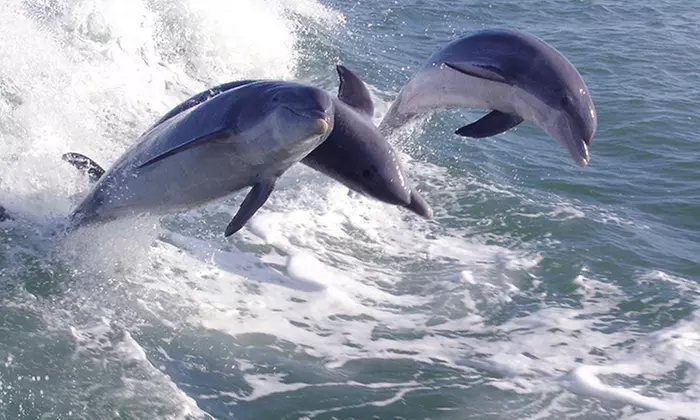 $21 for Dolphin-Watching Sightseeing Trip from Dolphin Racer Speedboat Adventure ($28.36 Value) - Second Medium