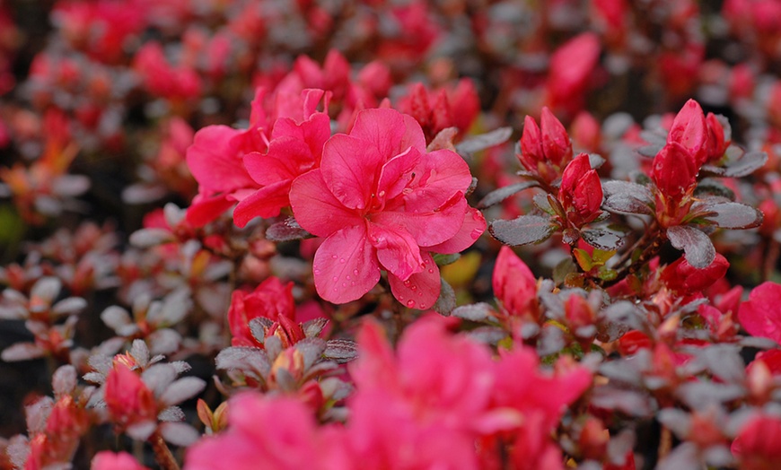 Image 5: Up to Four Hardy Dwarf Azalea Collection Plants