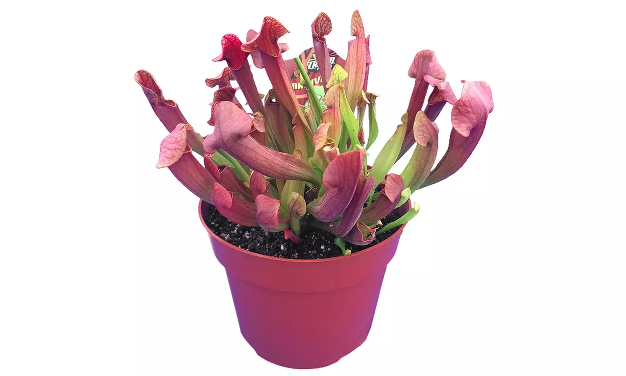 Carnivorous Plant - Large Sarracenia Cobra Nest in 6" Pot - Second Medium