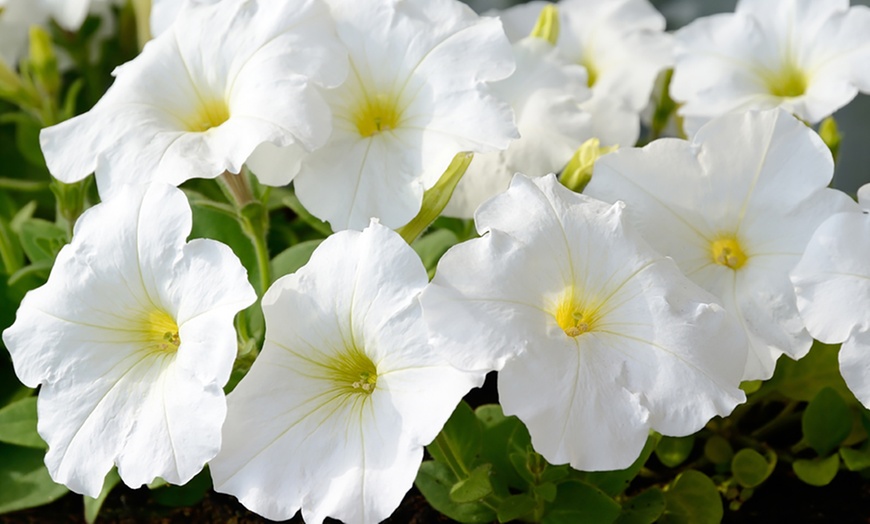 Image 12: Cottage Garden Plug Plants
