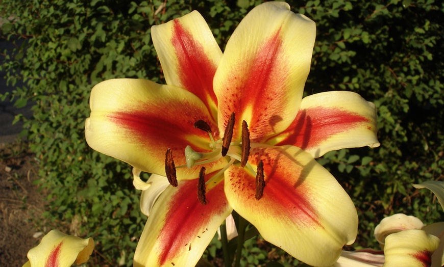 Image 4: Nine Giant Tree Lily Bulbs