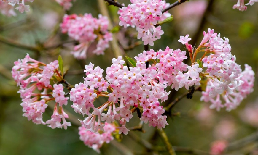 Image 5: Potted Viburnum Hardy Shrubs